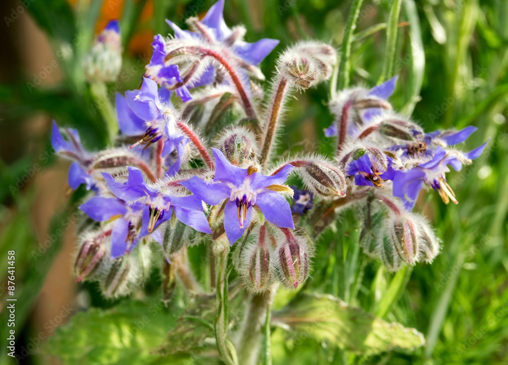 Borretschblüte, borage