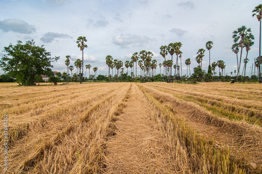 palm trees at field rice after harvest