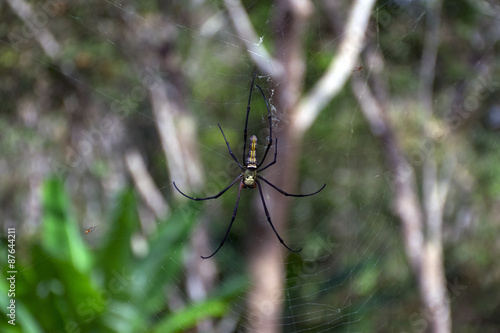 Golden Silk Orb-Weaver and small Spiders