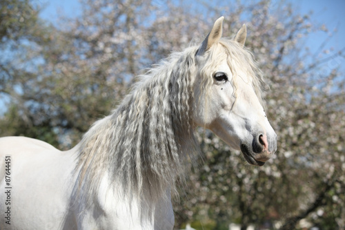 Portrait of beautiful andalusian mare in spring