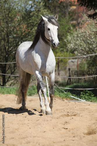 Amazign white andalusian stallion moving © Zuzana Tillerova