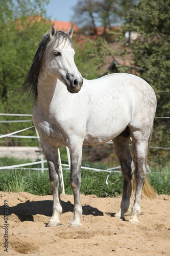 Beautiful andalusian stallion in spring © Zuzana Tillerova