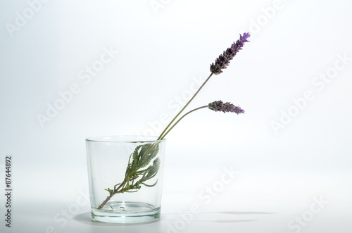 Glass lavender