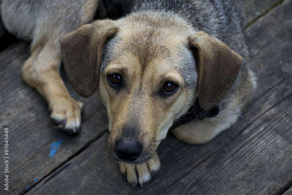 Old dog tired already from life. He would just relax.
Old dog tired already from life. He would just relax.