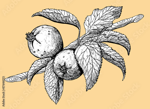 Engraved illustration with ripe apples on orange background