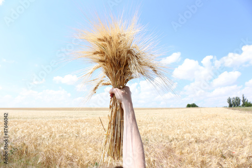 Fototapeta Female hand holding sheaf in field