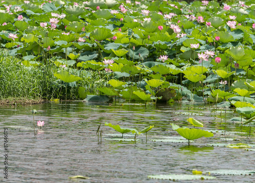 blooming lotus flower © xiaoliangge