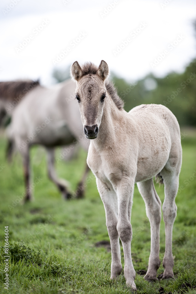 Konik wild pony foal. A young foal from a herd of feral Konik horses in their open environment at Oostvaardersplassen, Holland. Konik wild pony foal. A young foal from a herd of feral Konik horses in their open environment at Oostvaardersplassen, Holland.