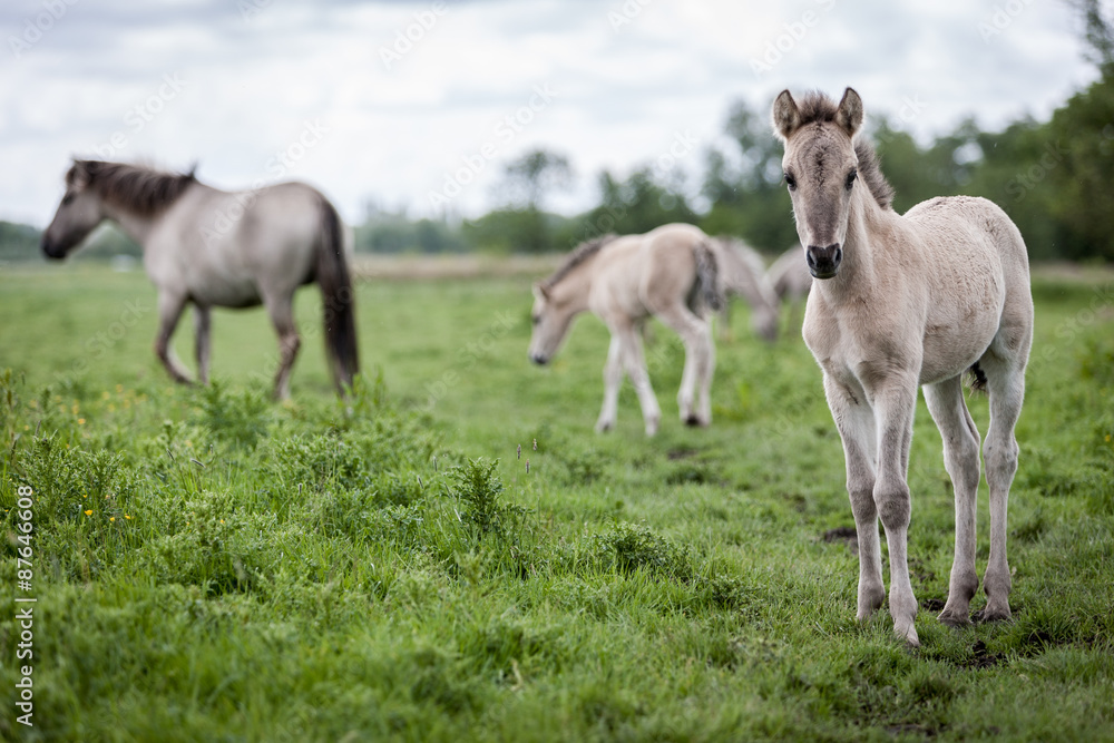 Konik foal horse. Wile free range feral Konik horses in their native environment at Oostvaardersplassen, Holland. Konik foal horse. Wile free range feral Konik horses in their native environment at Oostvaardersplassen, Holland.