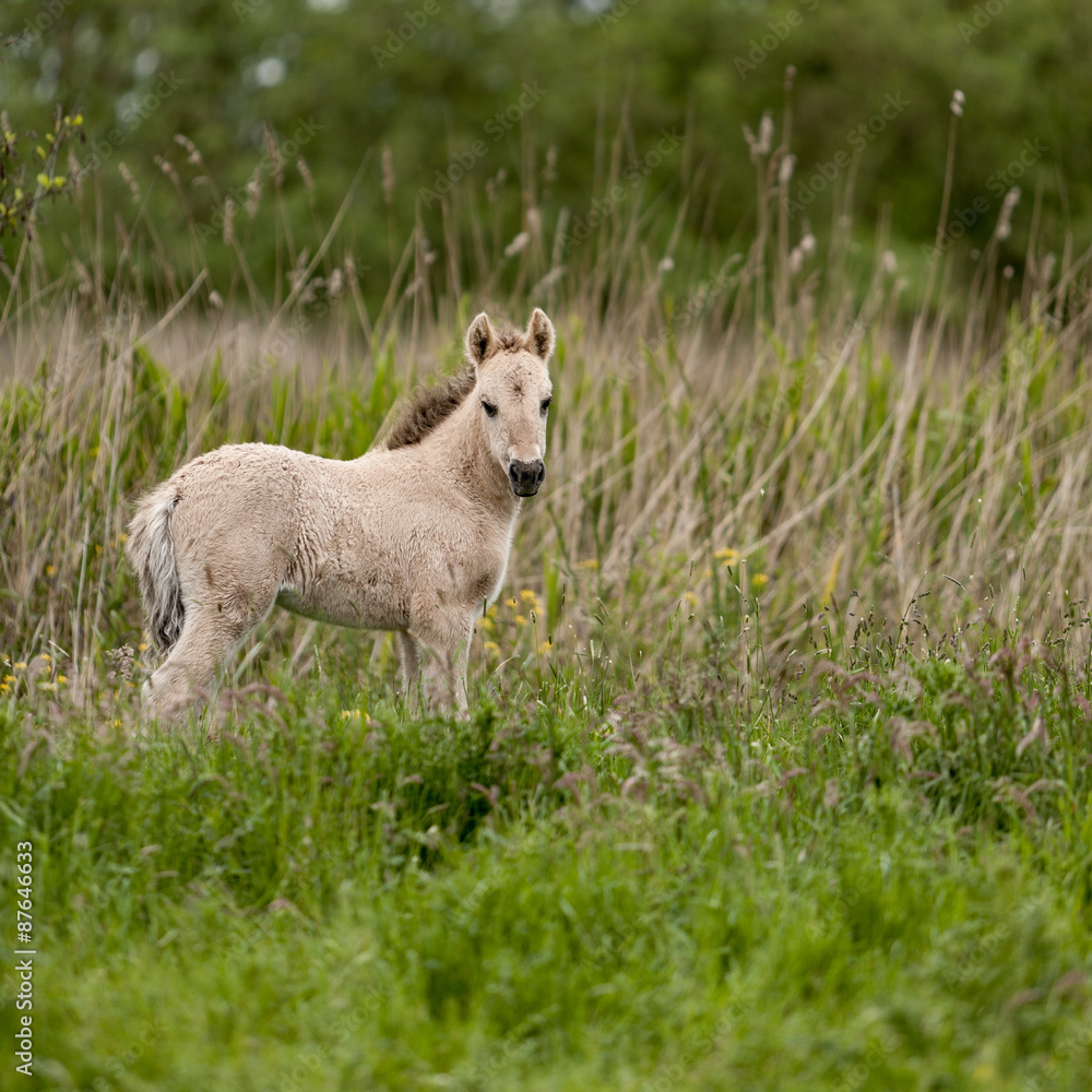 Obraz premium Konik wild horses. Free-ranging Konik horses in their open environment at Oostvaardersplassen, Holland.