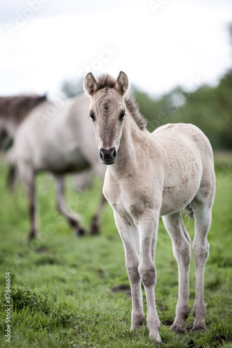 Konik wild pony foal. A young foal from a herd of feral Konik horses in their open environment at Oostvaardersplassen, Holland.