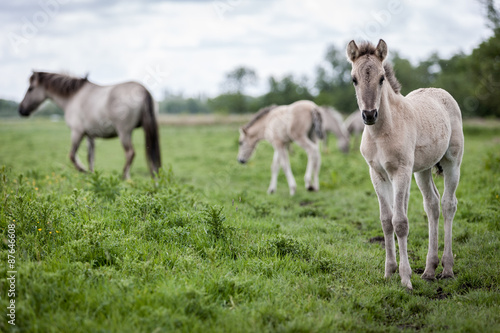 Konik foal horse. Wile free range feral Konik horses in their native environment at Oostvaardersplassen  Holland.