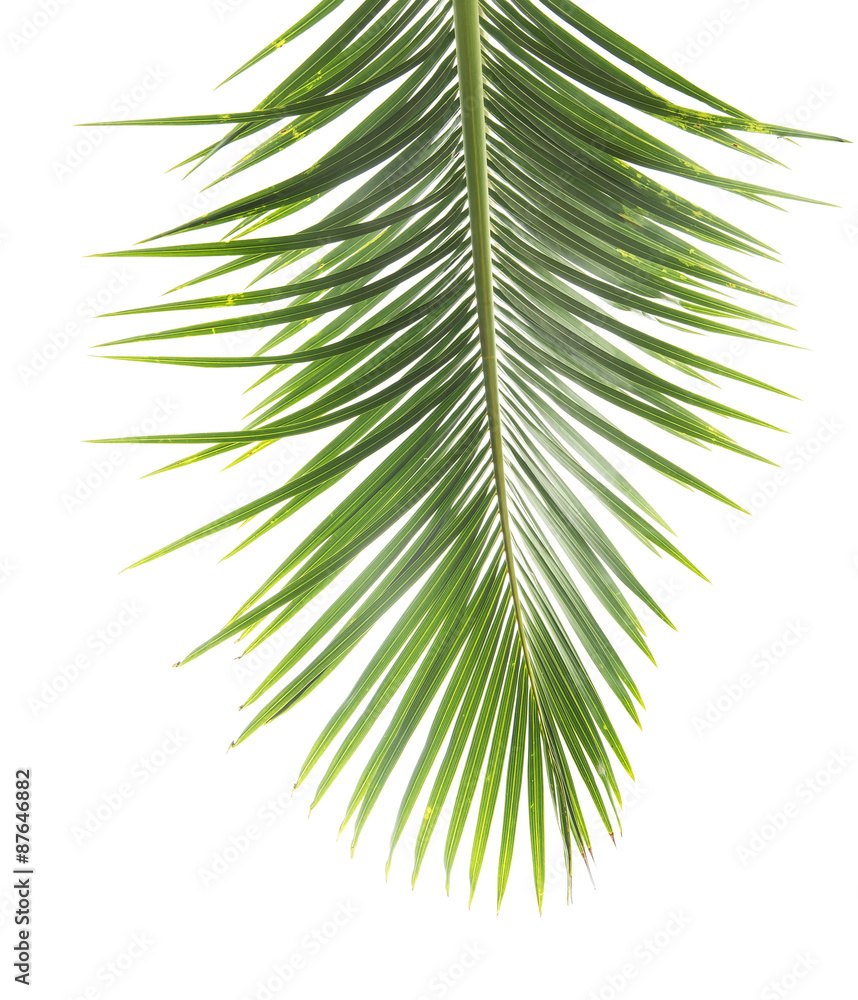 Obraz premium palm tree isolated on white background