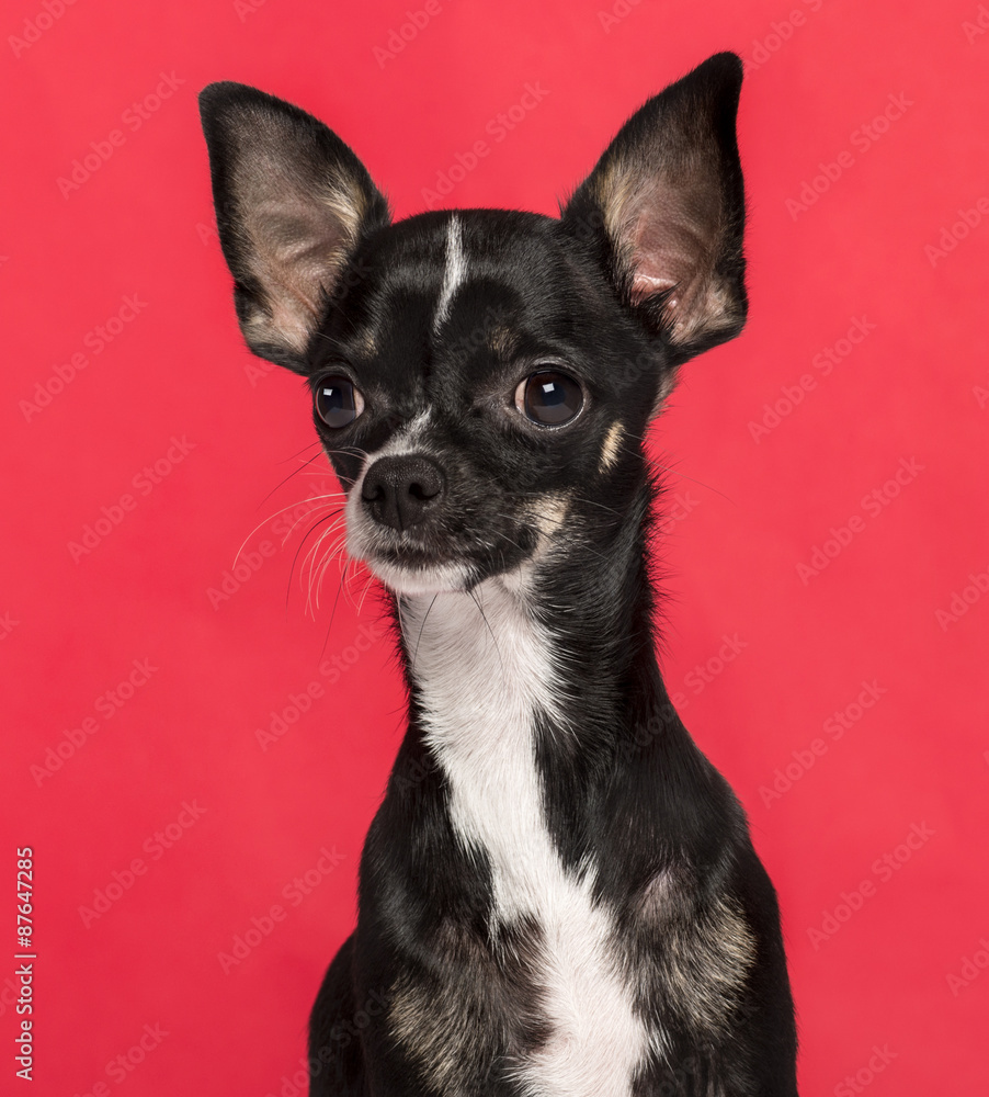 Close-up of a Chihuahua in front of a pink background Close-up of a Chihuahua in front of a pink background