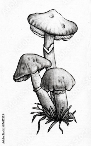 Gypsy mushroom (Cortinarius caperatus)
