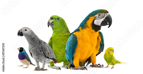 Goup of parrots in front of a white background