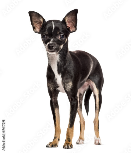 Chihuahua standing in front of a white background