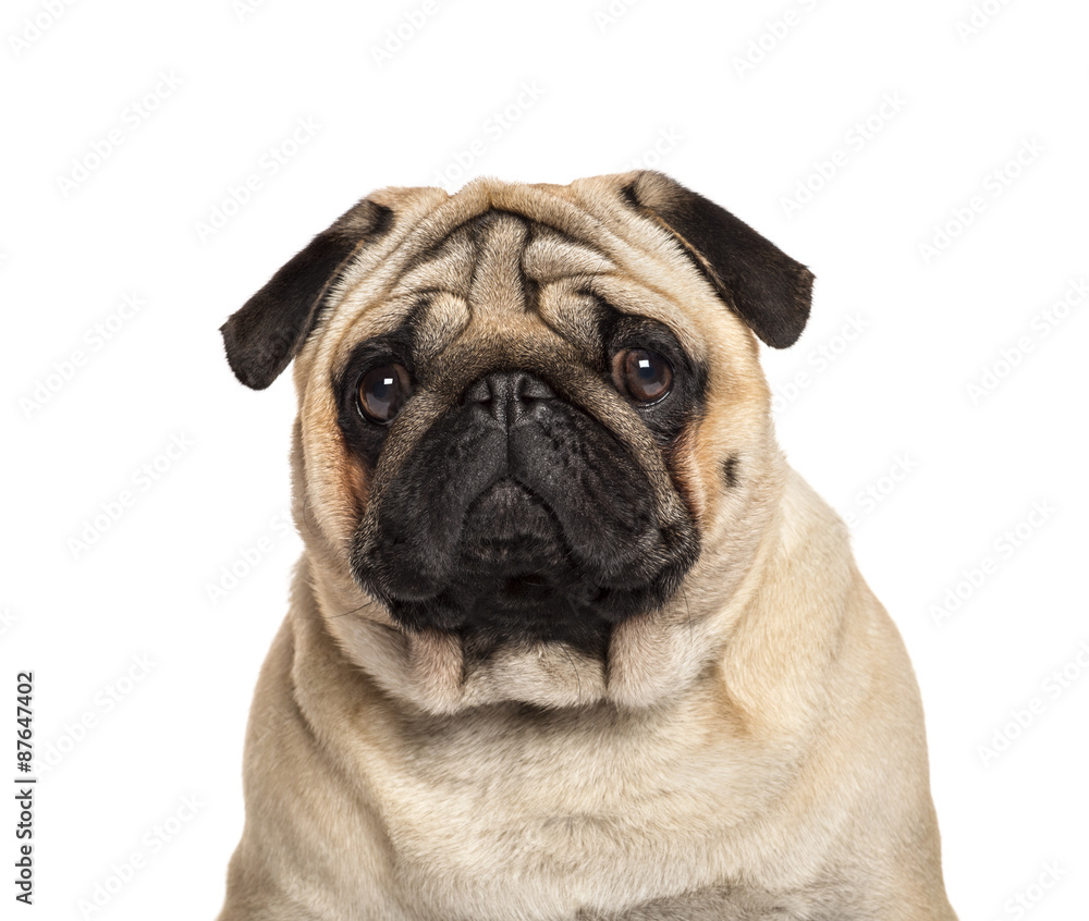 Close-up of a Pug in front of a white background