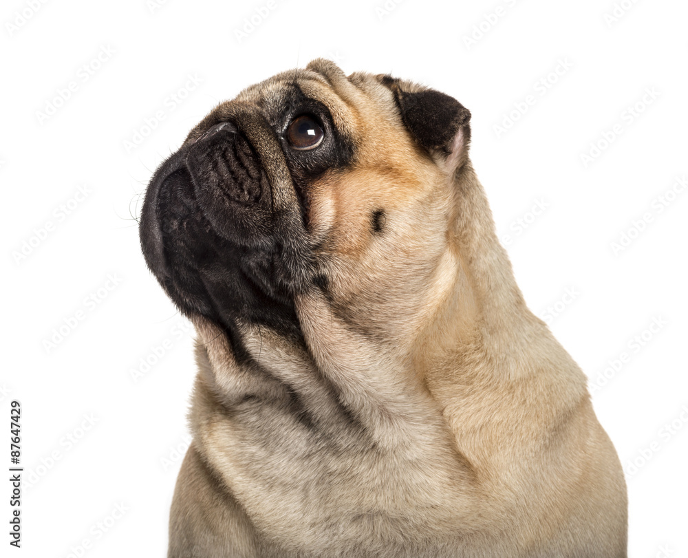 Close-up of a Pug in front of a white background