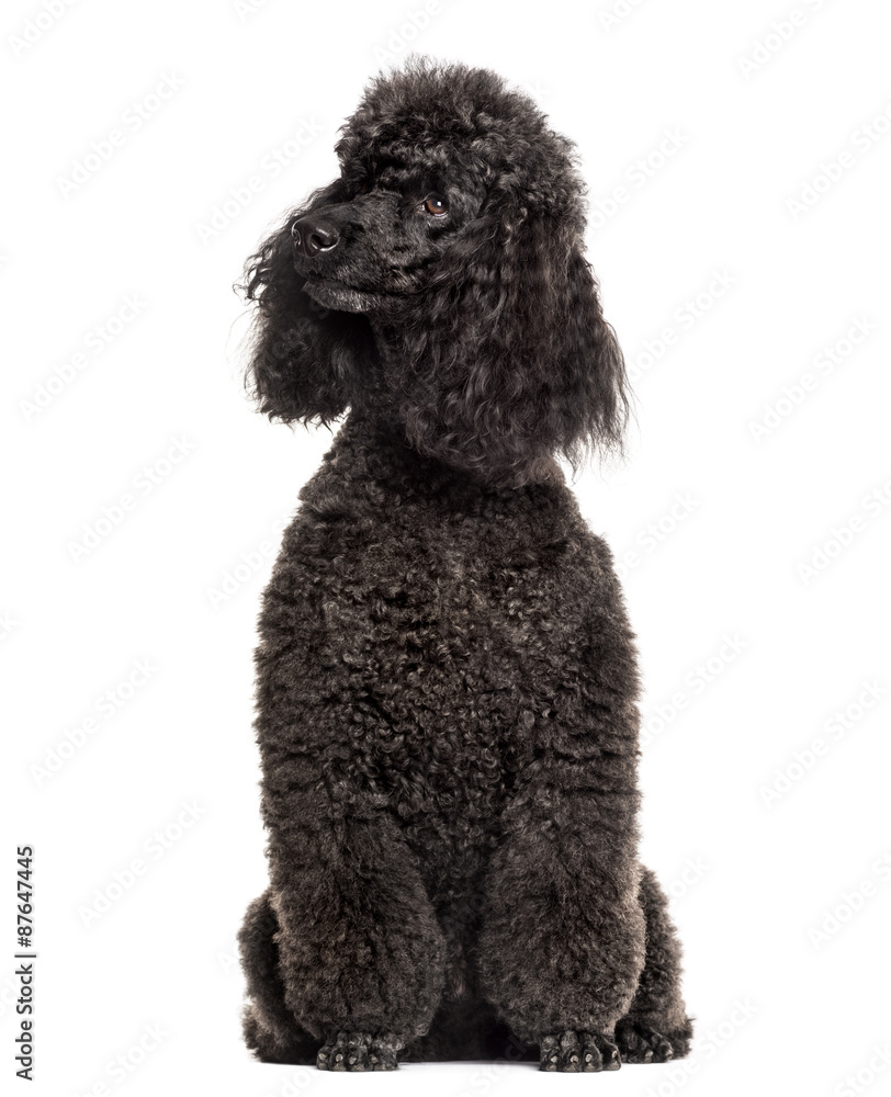 Poodle sitting in front of a white background Poodle sitting in front of a white background