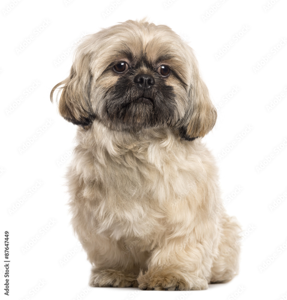Shih Tzu sitting in front of a white background