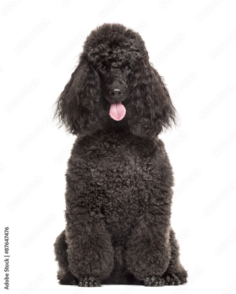 Poodle sitting in front of a white background Poodle sitting in front of a white background