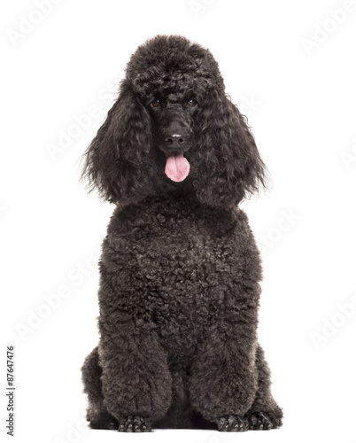 Fototapeta Naklejka Na Ścianę i Meble -  Poodle sitting in front of a white background