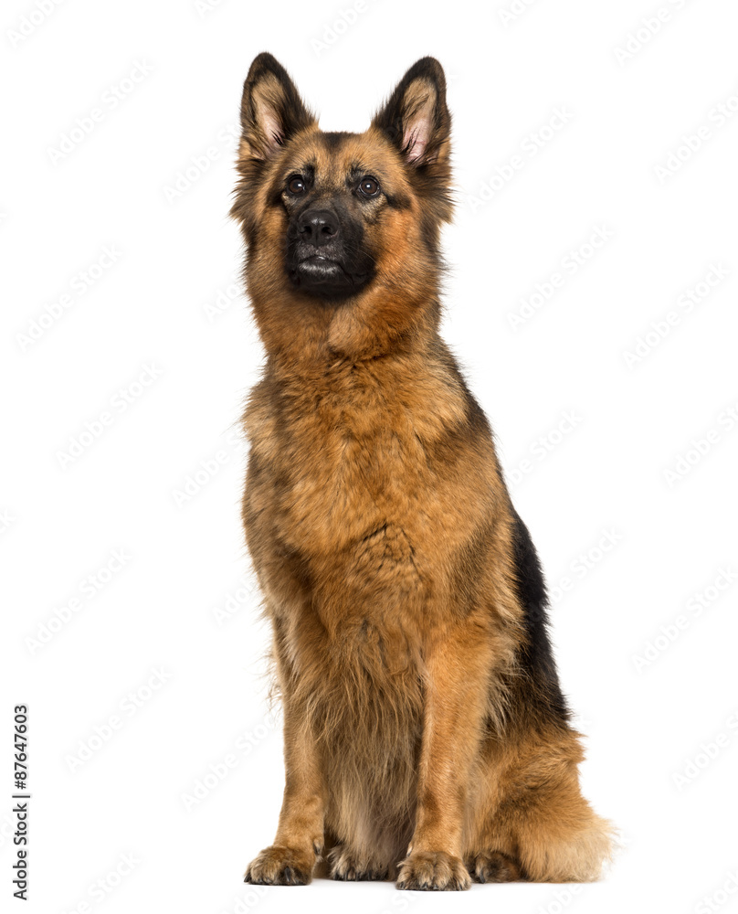 German Shepherd sitting in front of a white background German Shepherd sitting in front of a white background