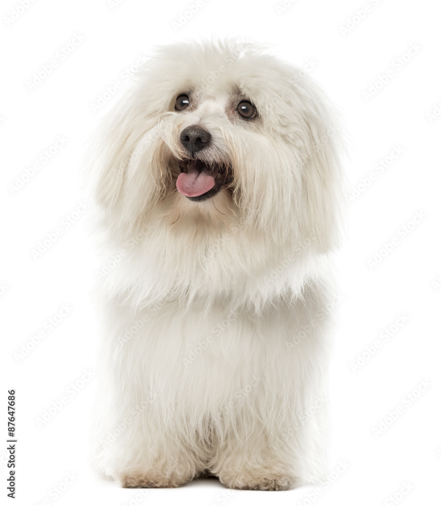 Maltese sitting in front of a white background Maltese sitting in front of a white background