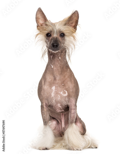Fototapeta Naklejka Na Ścianę i Meble -  Chinese crested dog sitting in front of a white background