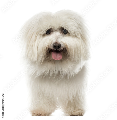 Maltese standing in front of a white background