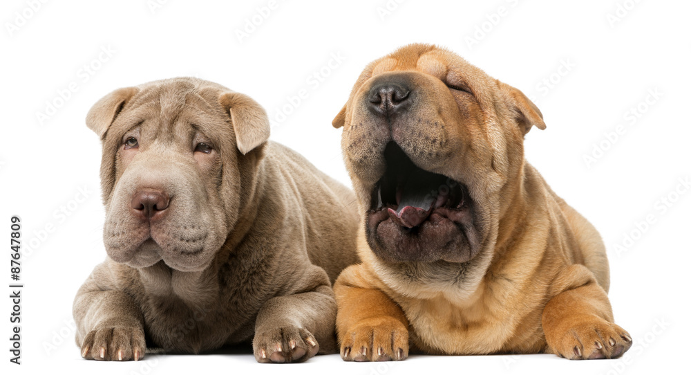 Two Shar pei puppies lying in front of a white background