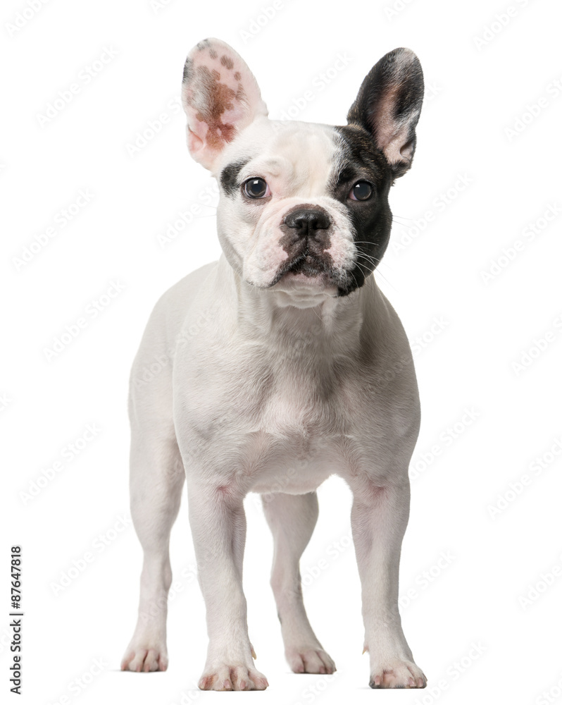 French Bulldog standing in front of a white background French Bulldog standing in front of a white background