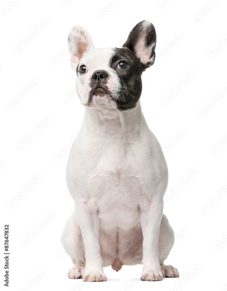 French Bulldog sitting in front of a white background