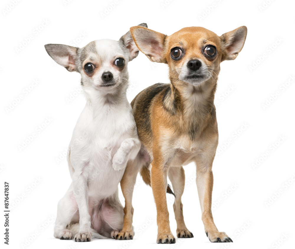 Two Chihuahuas in front of a white background