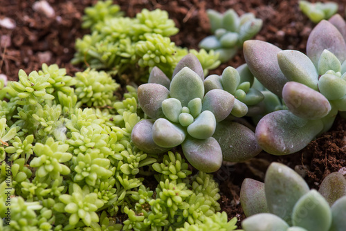  Miniature succulent plants