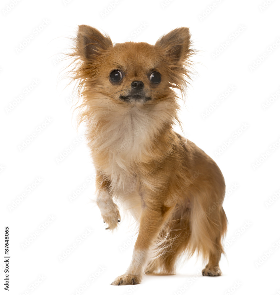 Chihuahua standing in front of a white background Chihuahua standing in front of a white background
