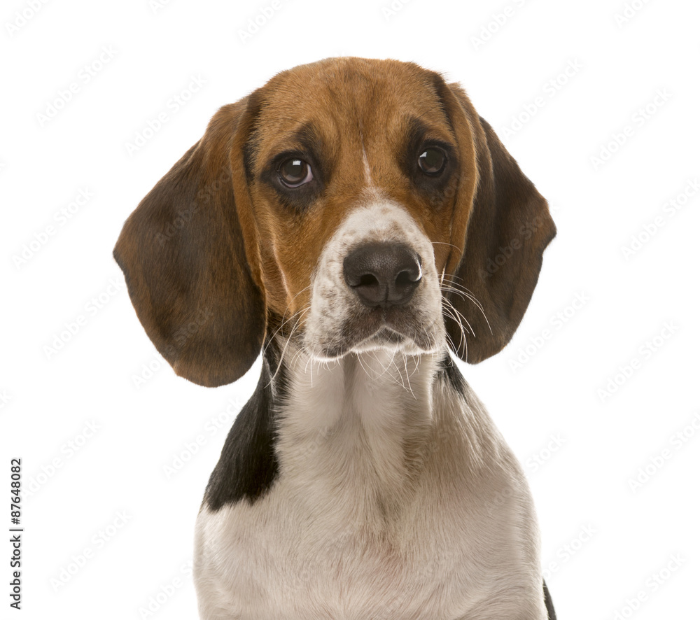 Clos-up of a Beagle in front of a white background
