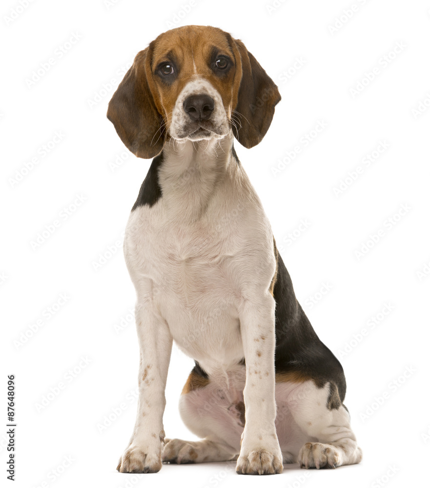 Beagle sitting in front of a white background