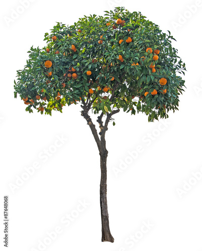 tangerinetree on white background