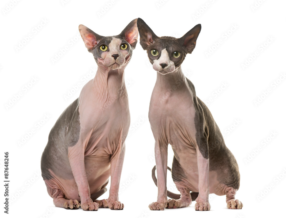 Two Sphinxes sitting in front of a white background