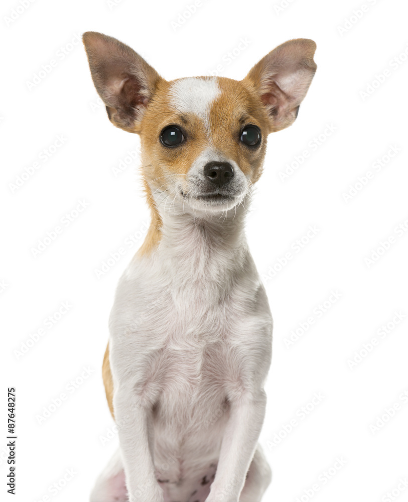 Close-up of a Chihuahua in front of a white background