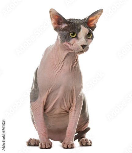 Sphynx sitting in front of a white background © Eric Isselée
