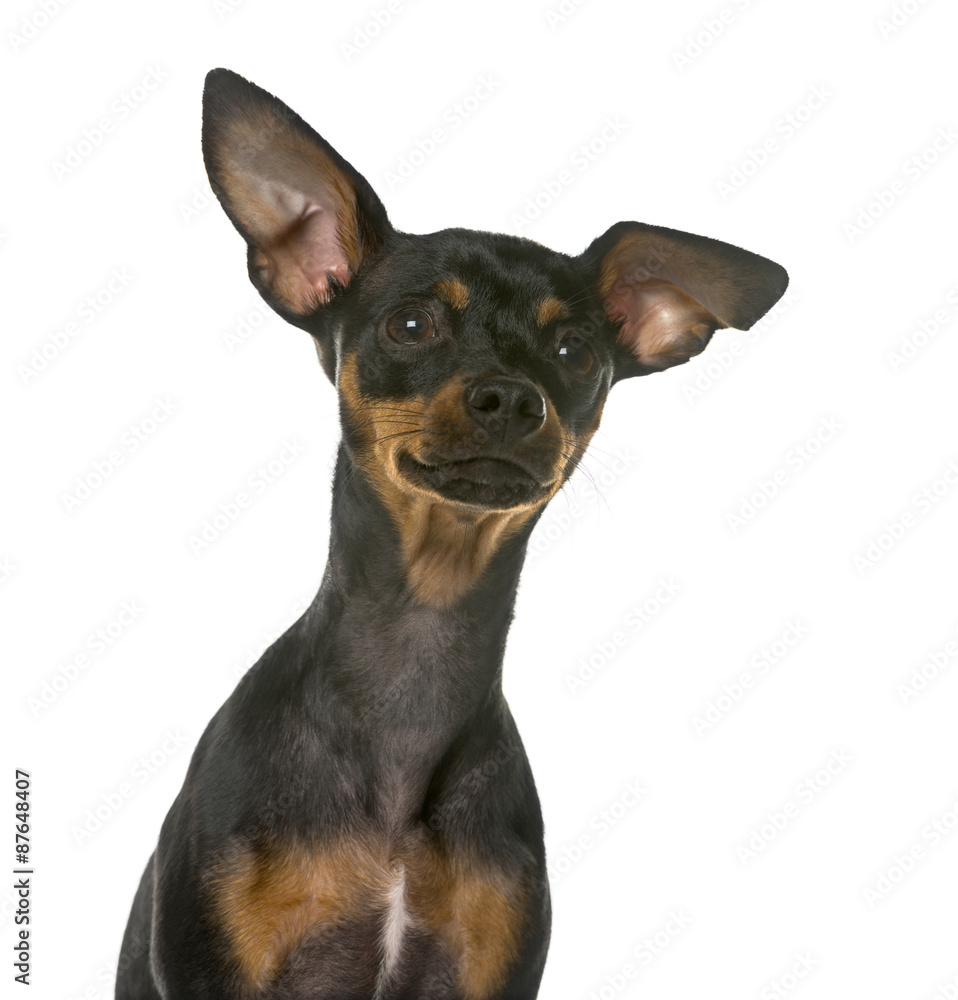Close-up of a Miniature Pinscher in front of a white background