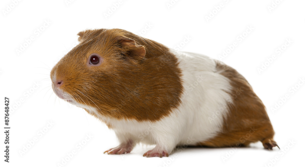 Guinea pig in front of a white background Guinea pig in front of a white background