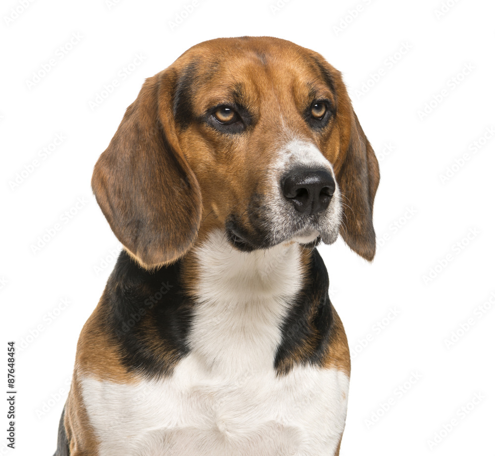 Close-up of a Beagle in front of a white background