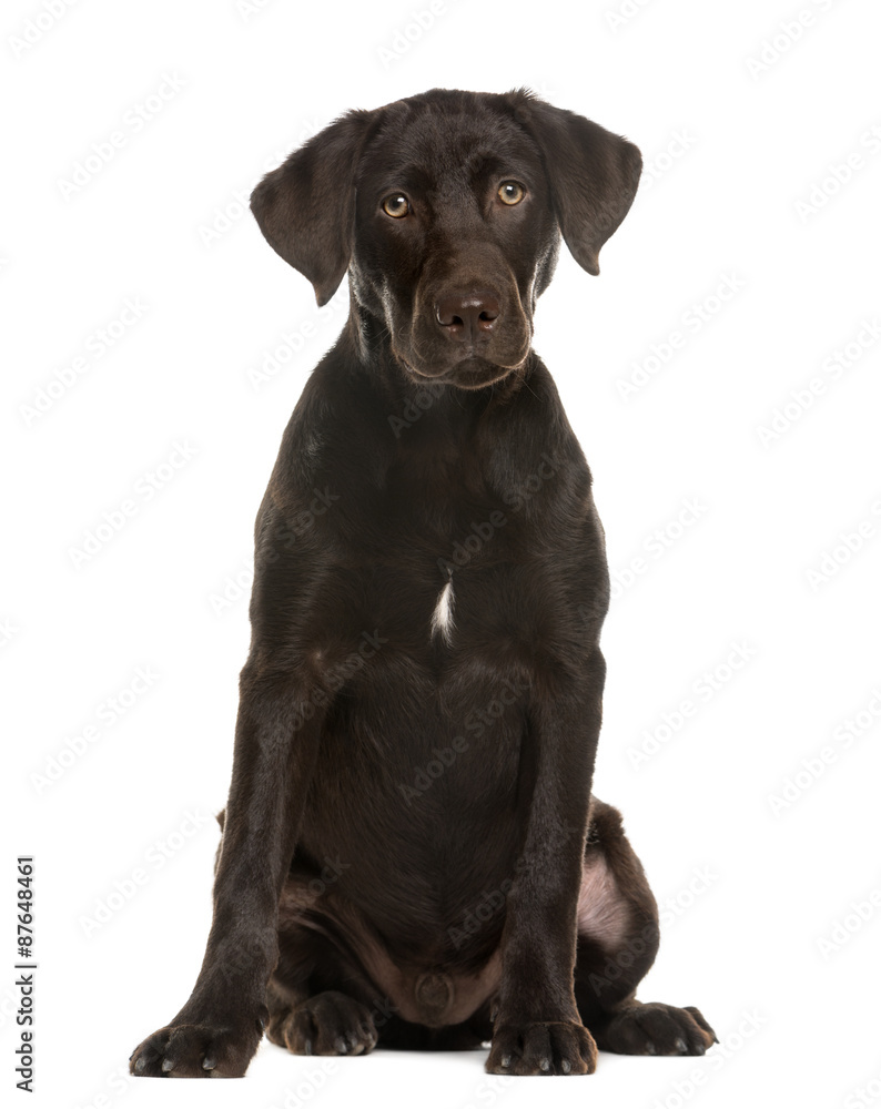Labrador sitting in front of a white background Labrador sitting in front of a white background