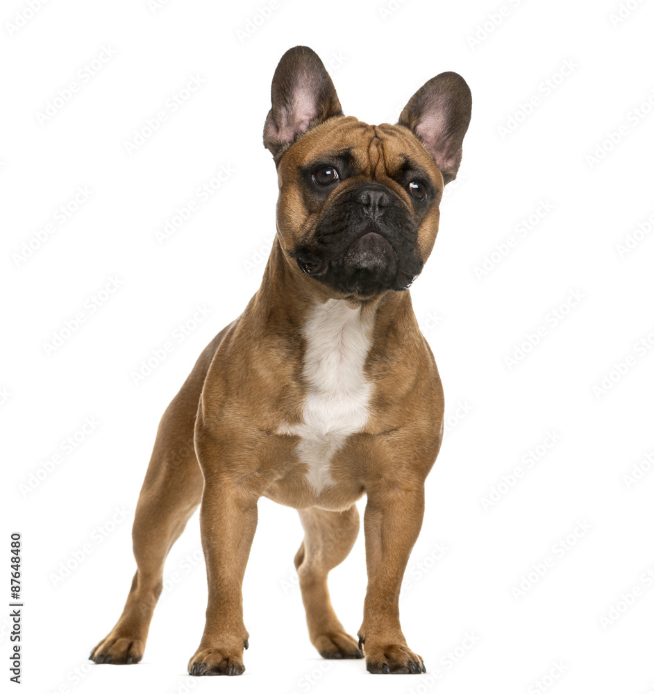 French Bulldog standing in front of a white background