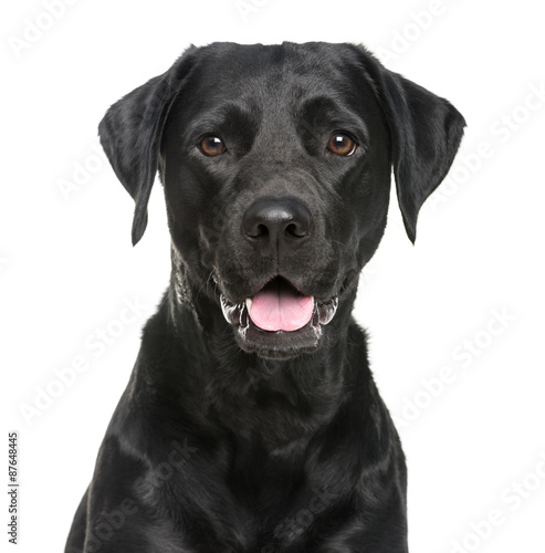 Close-up of a Labrador in front of a white background photo