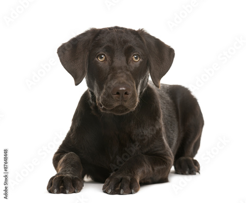 Labrador lying in front of a white background